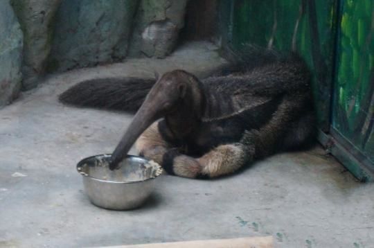 原來恒溫恒濕空調不光為人類服務，還可以服務動物